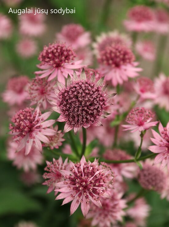 Astrancija didžioji (Astrantia major) 'Roma'